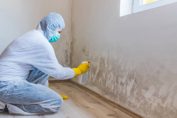 Black mold inspection in Hamel
