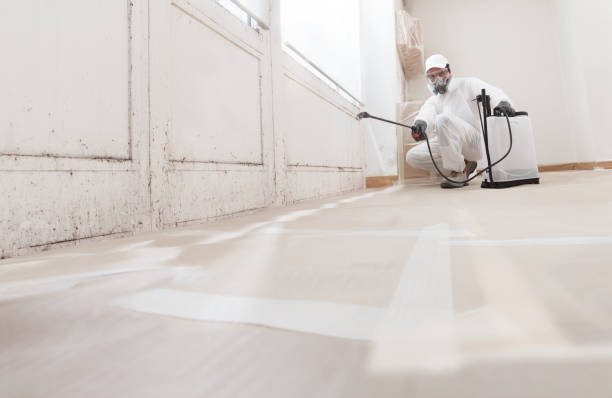 Black mold remediation team in Hamel